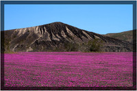 Death Valley Flowers