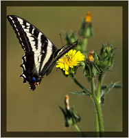 Tiger Swallowtail Buitterfly