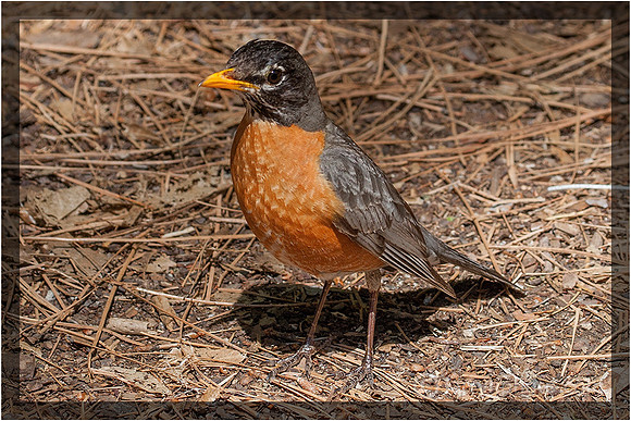 Robin