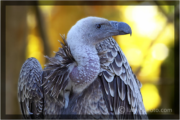 Ruppell's Vulture