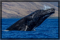 Humpback Whale Breach2