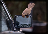 The Curious California Towhee
