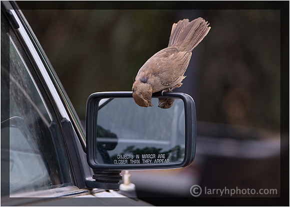 The Curious California Towhee