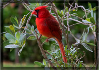 Northern Cardinal