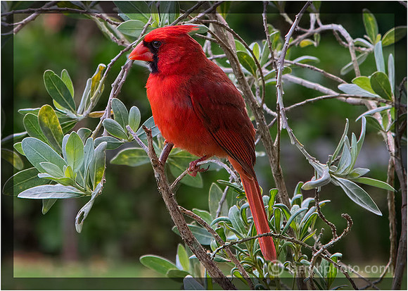 Northern Cardinal
