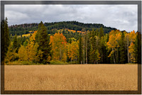 Wyoming Meadow