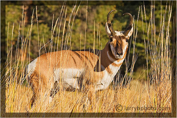 Pronghorn Buck Deer