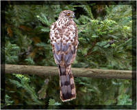 Cooper's Hawk