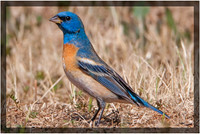 Lazuli Bunting
