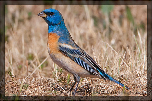 Lazuli Bunting