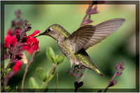 Hummingbird Collecting Salvia Nectar
