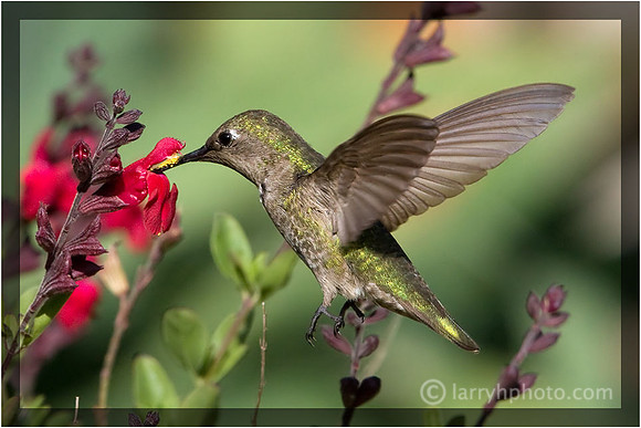 Hummingbird Collecting Salvia Nectar