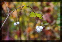 White Baneberry