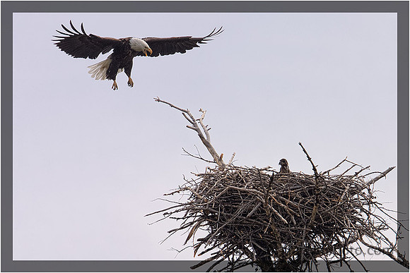 Bald Eagle Returning to its 5x3 Foot Aiere(nest)