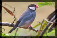 Java Finch