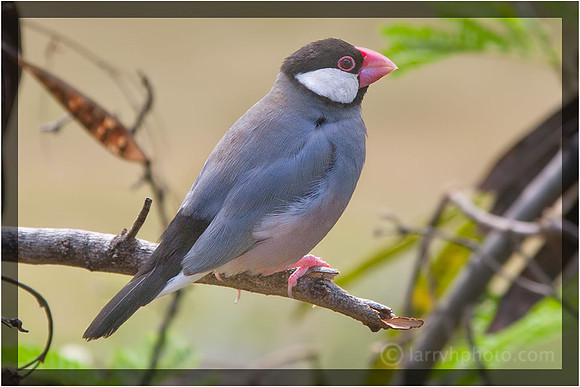Java Finch