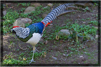 Lady Amherst Pheasant