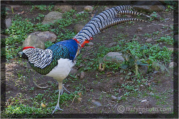 Lady Amherst Pheasant