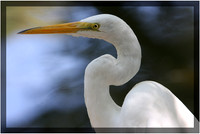 Great Egret