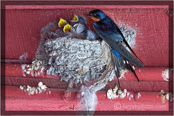 Barn Swallow