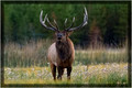 Bull Elk