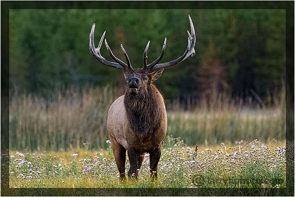 Bull Elk