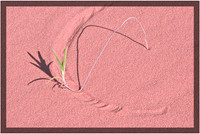 Coral Pink Sand Dunes State Park