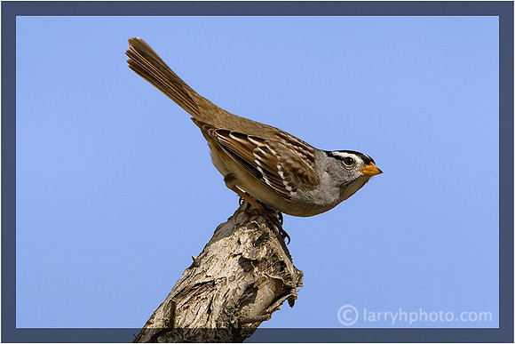White-crowned Sparrow