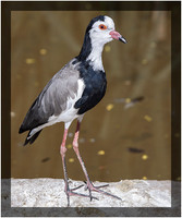 Long-toed Lapwing