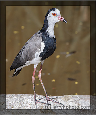 Long-toed Lapwing
