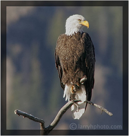 Bald Eagle
