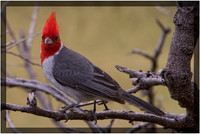 Red-crested Cardinal