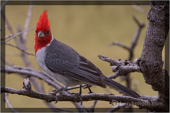 Red-crested Cardinal
