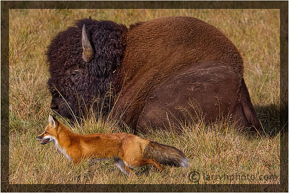 Bison Watching a Red Fox Hunt
