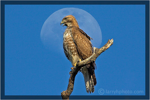 Red-shouldered Hawk