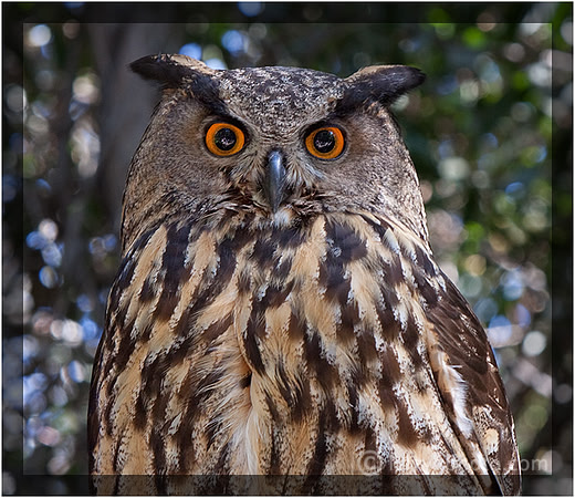 Great Horned Owl