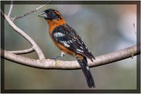 Black-headed Grosbeak