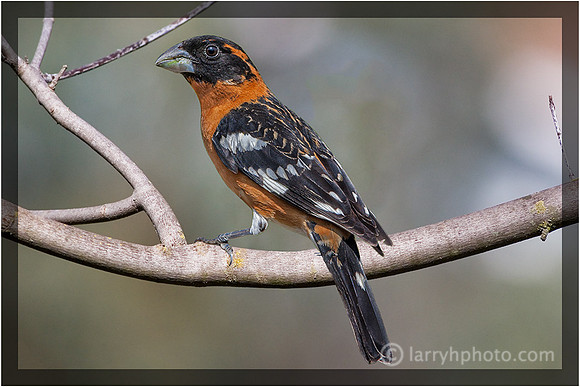Black-headed Grosbeak