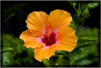 Hibiscus