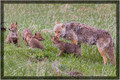 Coyote Family