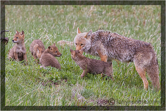 Coyote Family