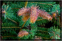Douglas Fir Pine Cones