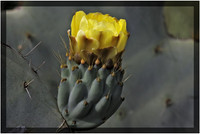 Cactus Flower