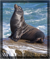 Sea Lion