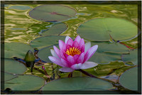 Water Lily