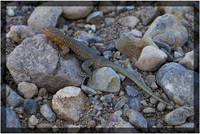 Desert Lizard