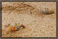 Sand Crabs
