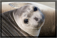 Elephant Seal Pup