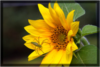 Beauty and the Beast (Green Lynx Spider )