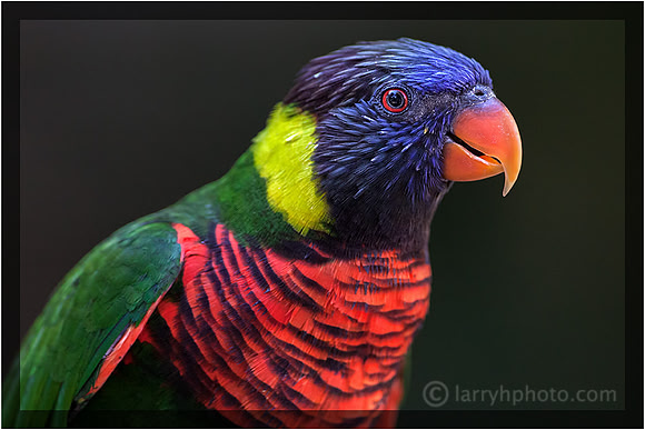 Rainbow Lorikeet